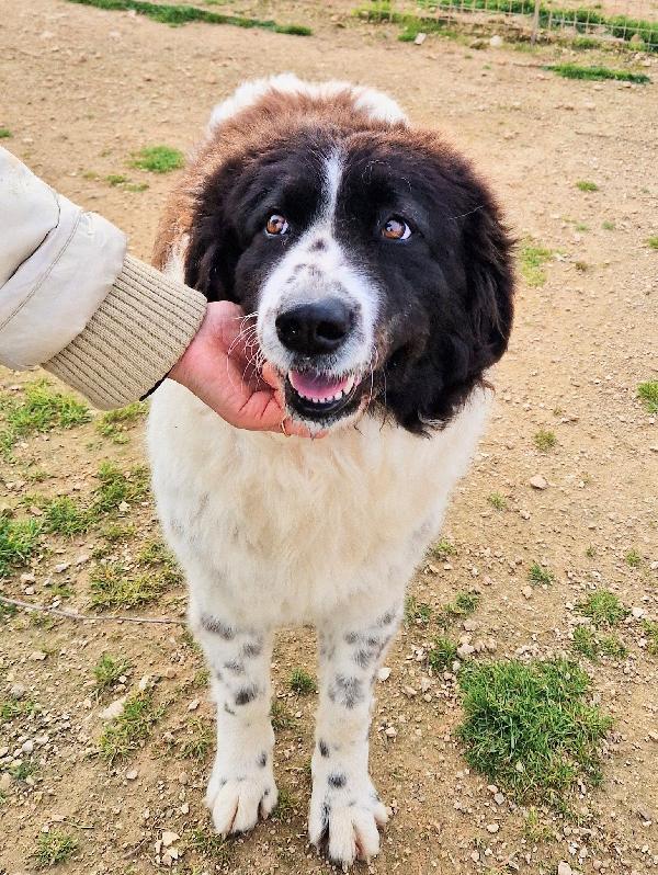 MARGOT,DOPO L'INFERNO,MERITA UNA STUPENDA ADOZIONE.ADOTTABILE IN TUTTA ITALIA! Foto 5